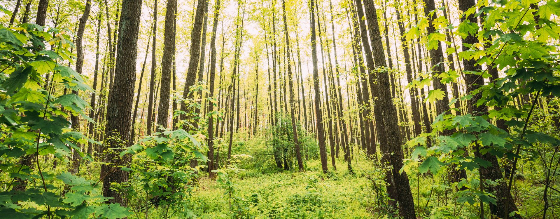 Official Refurbished ✦